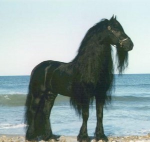 Obrazek