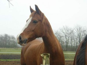 Obrazek
