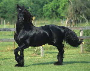 Obrazek