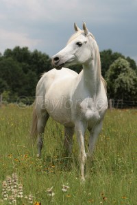 Obrazek