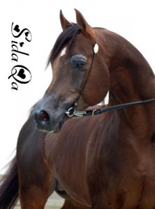 Obrazek