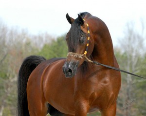 Obrazek