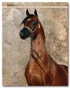 Obrazek