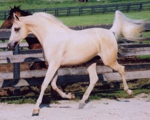 Obrazek