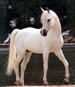 Obrazek