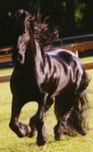 Obrazek