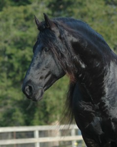 Obrazek