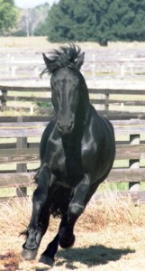 Obrazek