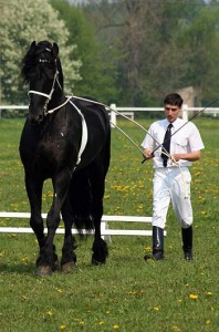 Obrazek