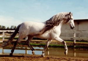 Obrazek