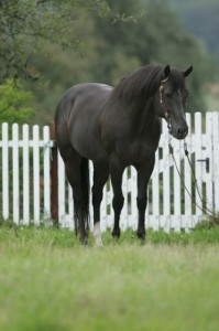 Obrazek