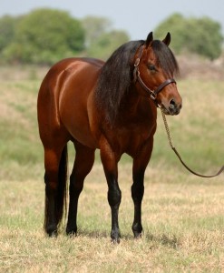Obrazek