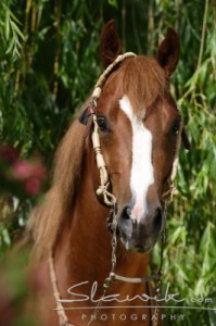 Obrazek